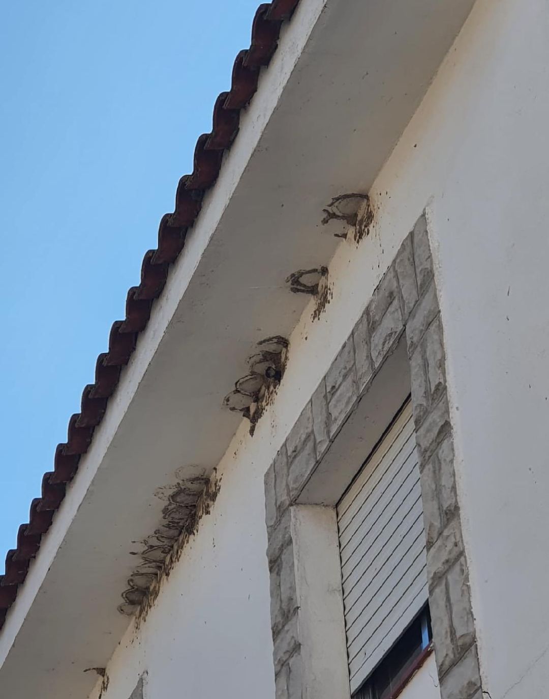 Nidos de avión en Cebolla Nidos de avión en Cebolla
