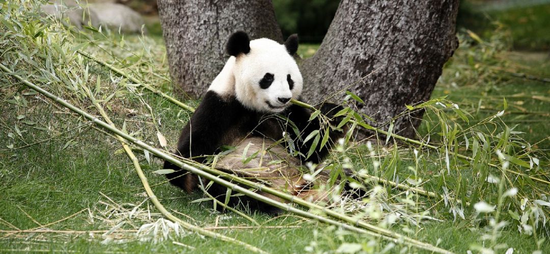 La hembra de oso panda ha sido inseminada artificialmente pero el alumbramiento es una incógnita La hembra de oso panda ha sido inseminada artificialmente pero el alumbramiento es una incógnita