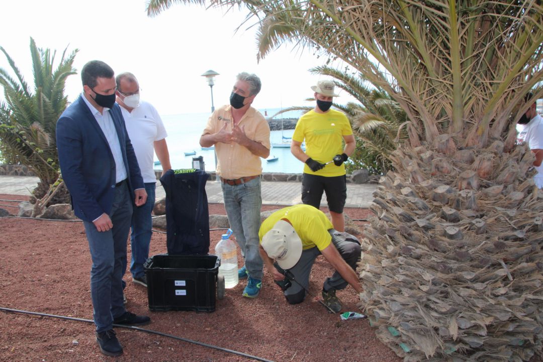 El alcalde de Yaiza, Óscar Noda, observa la aplicación del tratamiento en una de las palmeras. El alcalde de Yaiza, Óscar Noda, observa la aplicación del tratamiento en una de las palmeras.