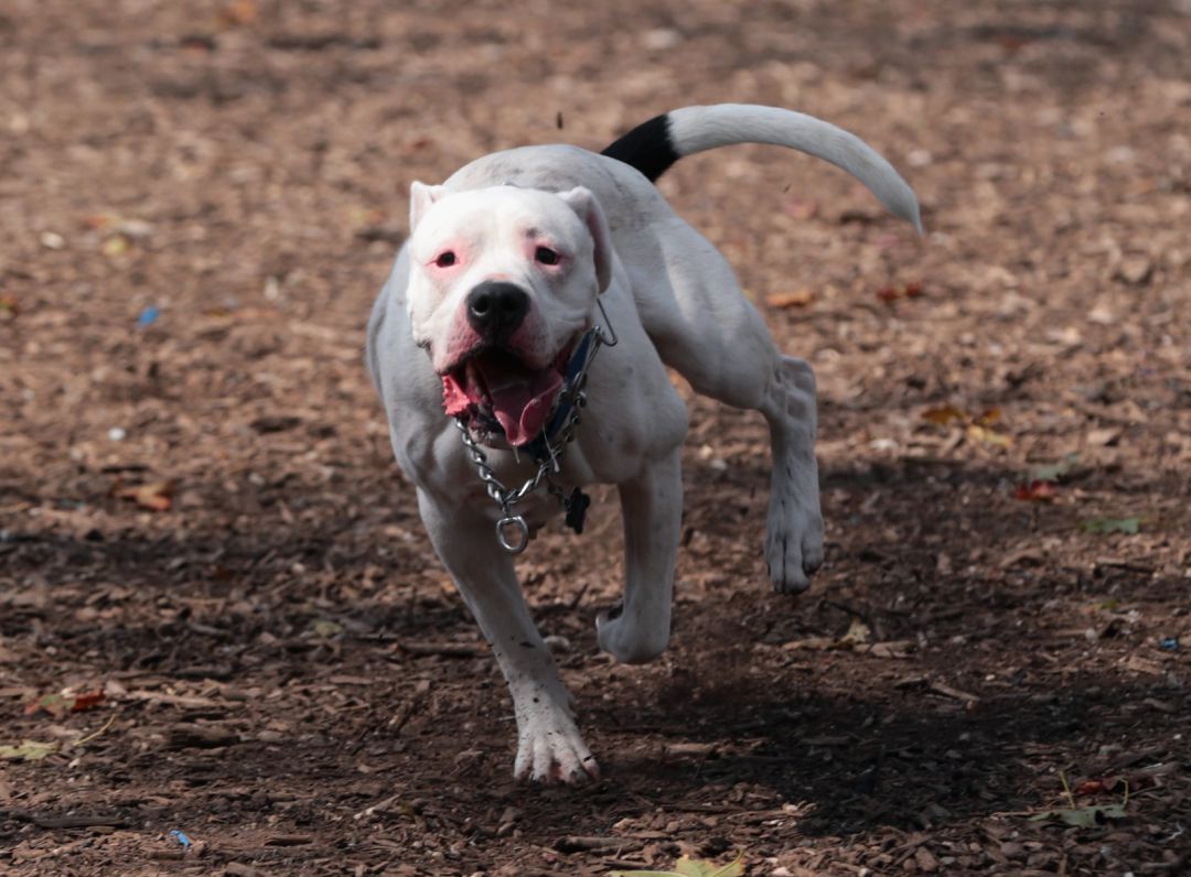 Imagen de archivo de un perro corriendo Imagen de archivo de un perro corriendo