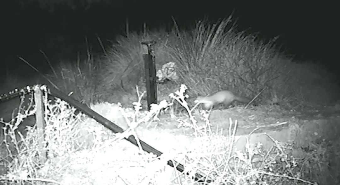 Aparece una nutria en Riofrío por primera vez en medio siglo Aparece una nutria en Riofrío por primera vez en medio siglo