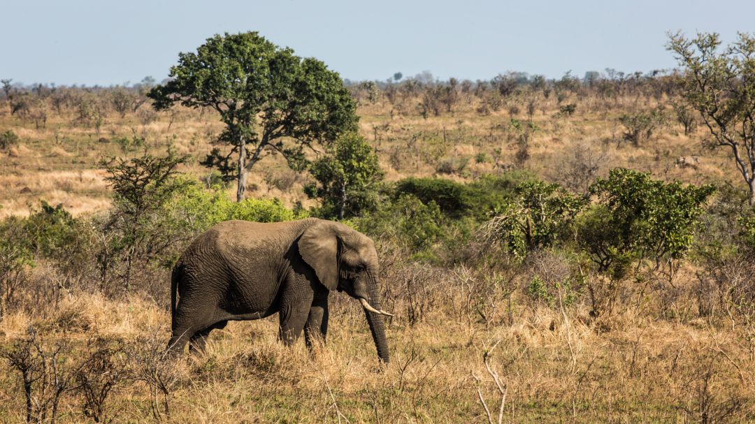 Un elefante africano en el parque nacional de Kruger en Sudáfrica Un elefante africano en el parque nacional de Kruger en Sudáfrica