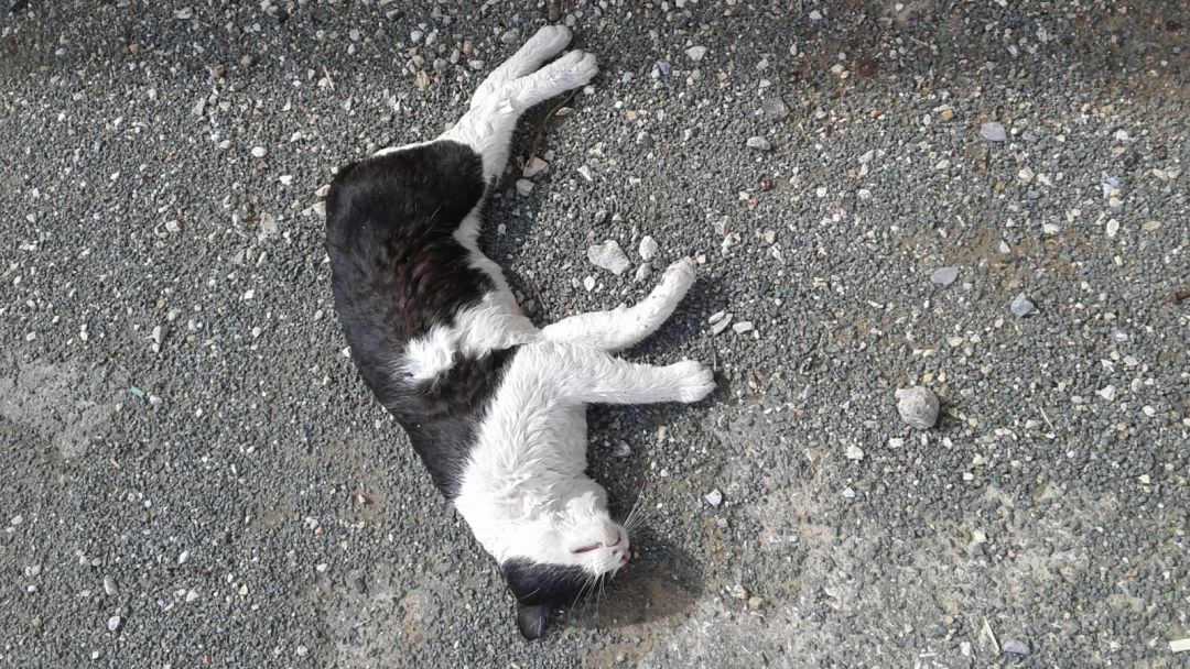 Gato envenenado Gato envenenado