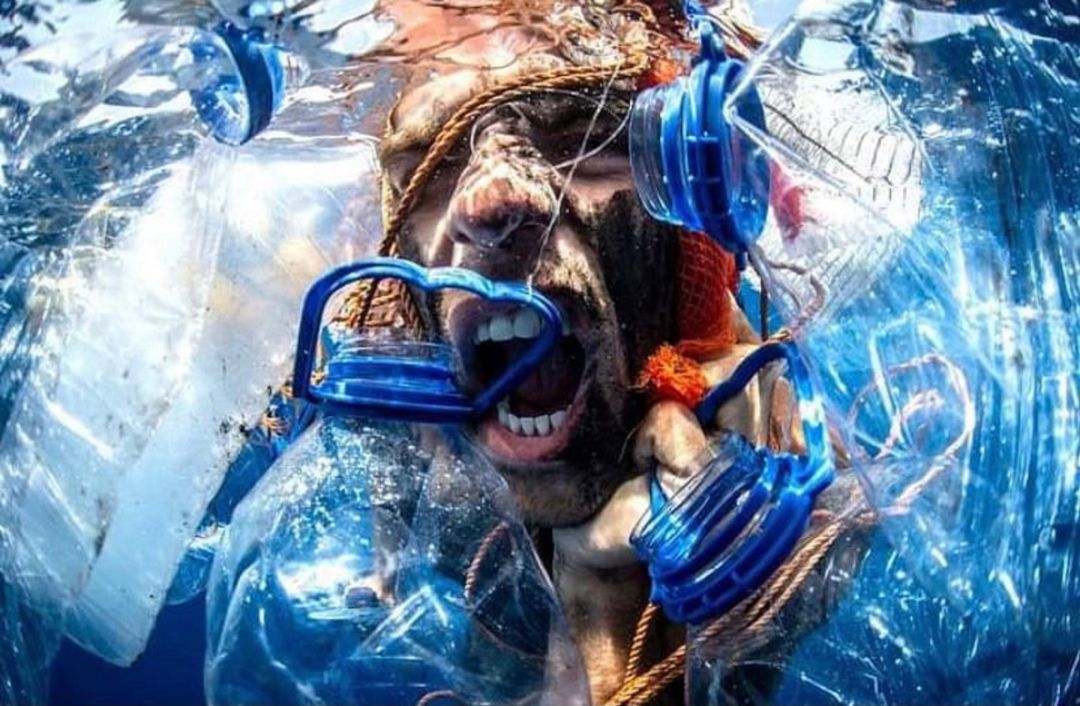 Desde el 19 de abril hasta el 19 de mayo se podrán ver las imágenes de los fondos marinos y plásticos en la Ermita de San Antonio. Desde el 19 de abril hasta el 19 de mayo se podrán ver las imágenes de los fondos marinos y plásticos en la Ermita de San Antonio.
