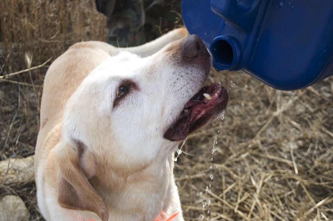 Lo que debes hacer si a tu perro le da un golpe de calor este verano. Lo que debes hacer si a tu perro le da un golpe de calor este verano.