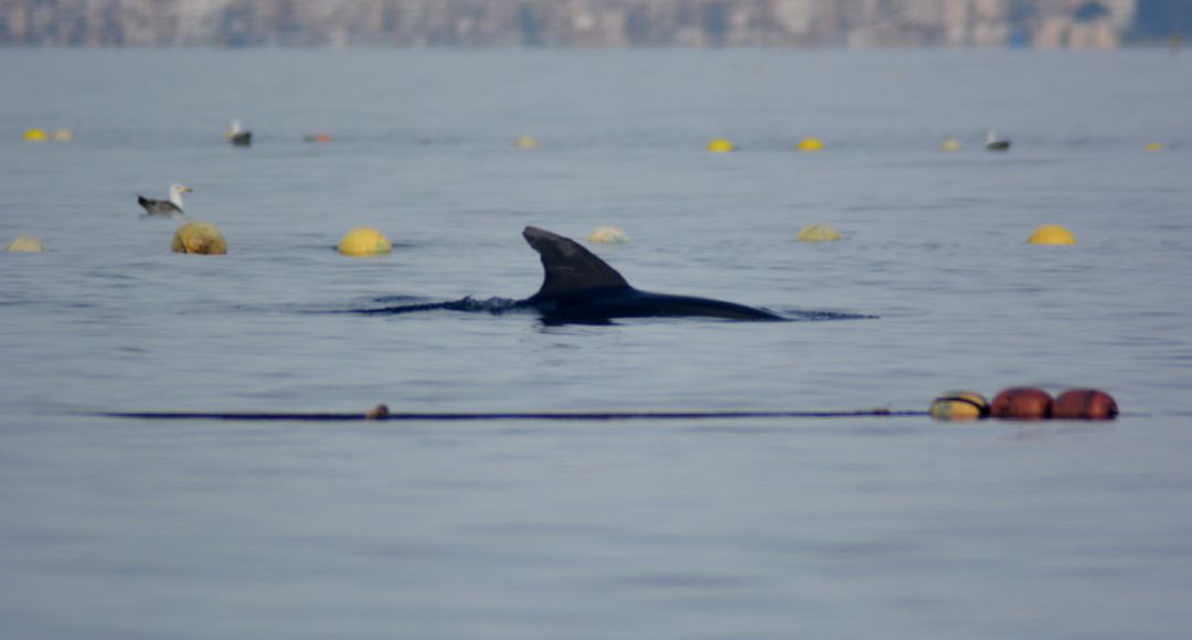 Delfines mulares en la almadraba de La Azohía Delfines mulares en la almadraba de La Azohía