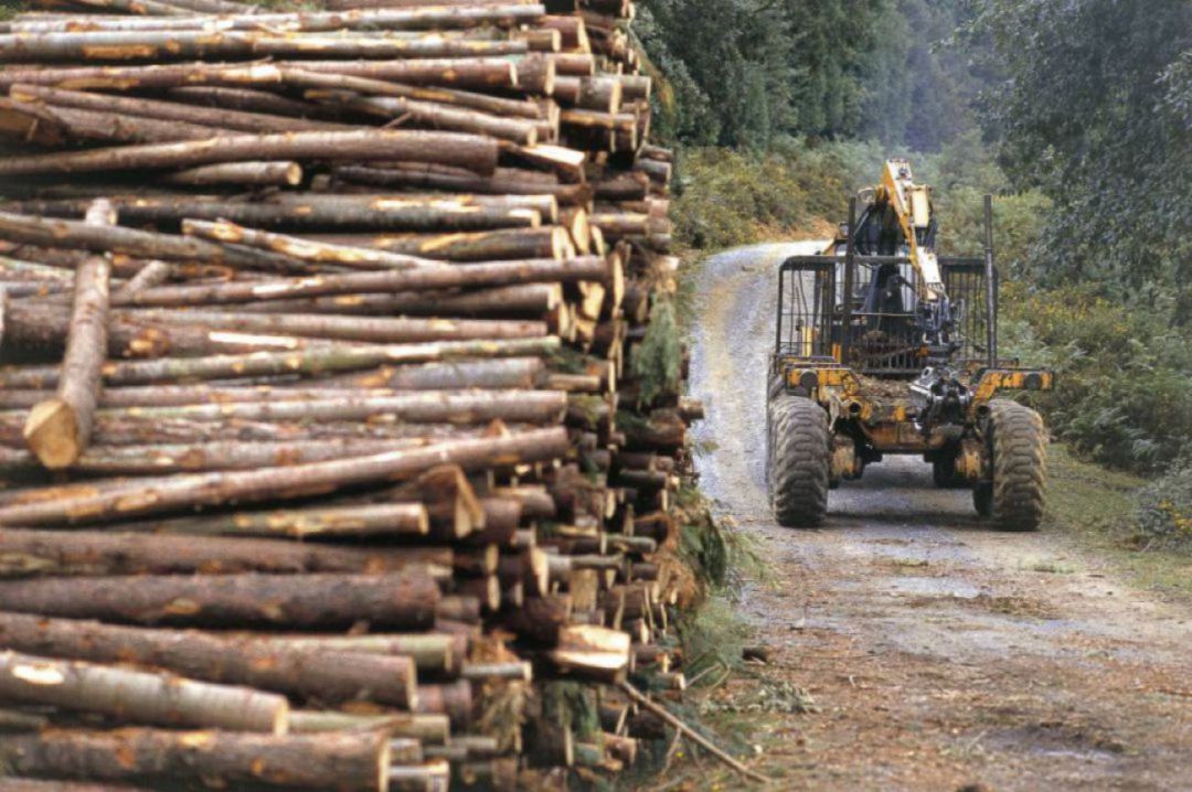 Imagen de una explotación de madera en Euskadi Imagen de una explotación de madera en Euskadi