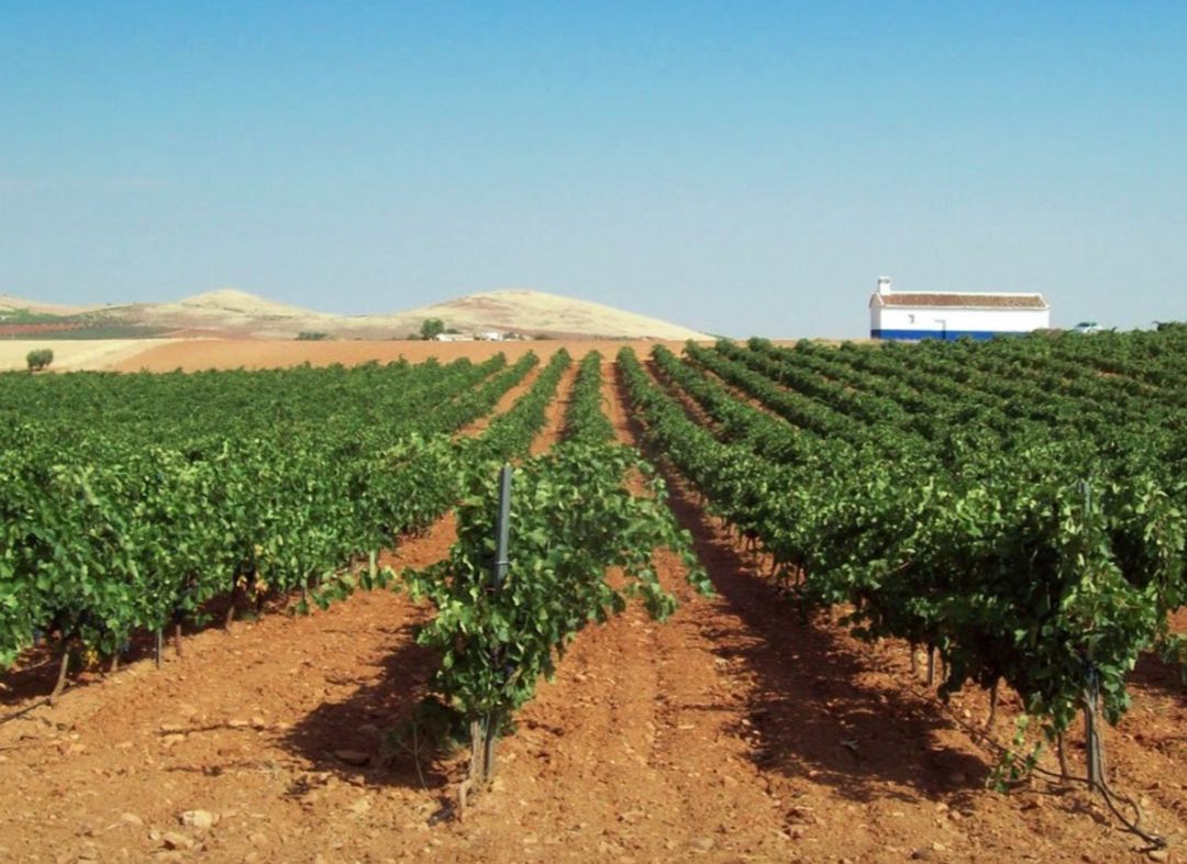 Bodegas Megía e Hijos Bodegas Megía e Hijos