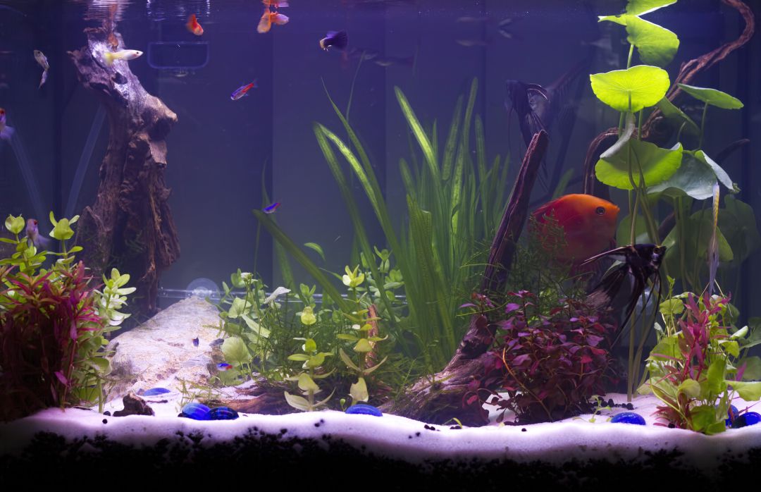 Acuario. Acuario.