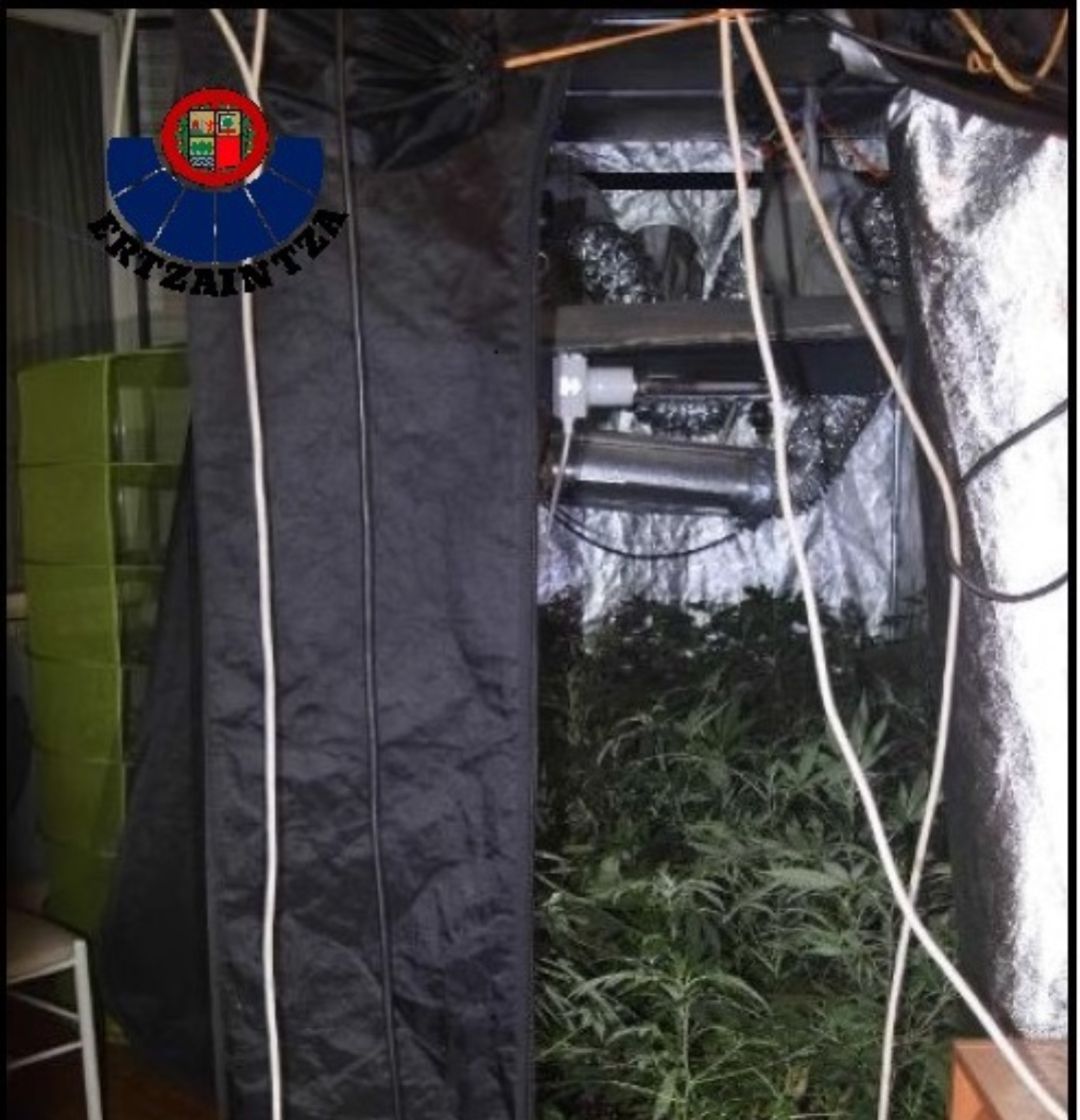 Desmantelada una plantación indoor de marihuana localizada en una vivienda de Bilbao Desmantelada una plantación indoor de marihuana localizada en una vivienda de Bilbao