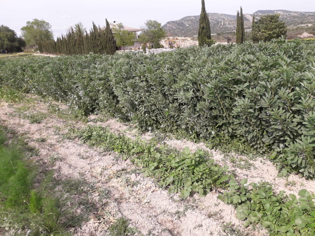 Cosecha de habas en Eco Huerto Sax Cosecha de habas en Eco Huerto Sax
