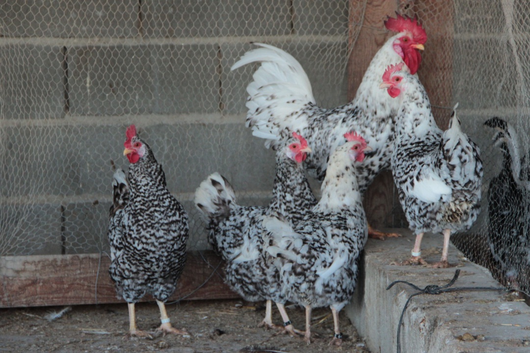 Gallina pintarazada Gallina pintarazada