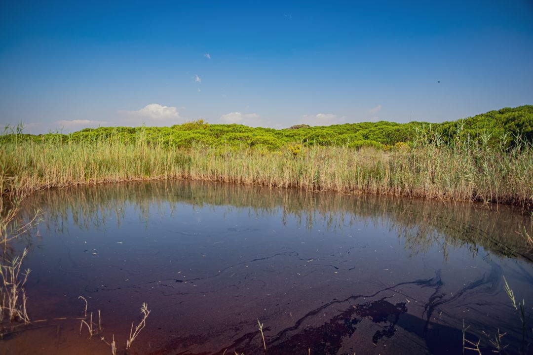 Una bassa del delta del Llobregat Una bassa del delta del Llobregat