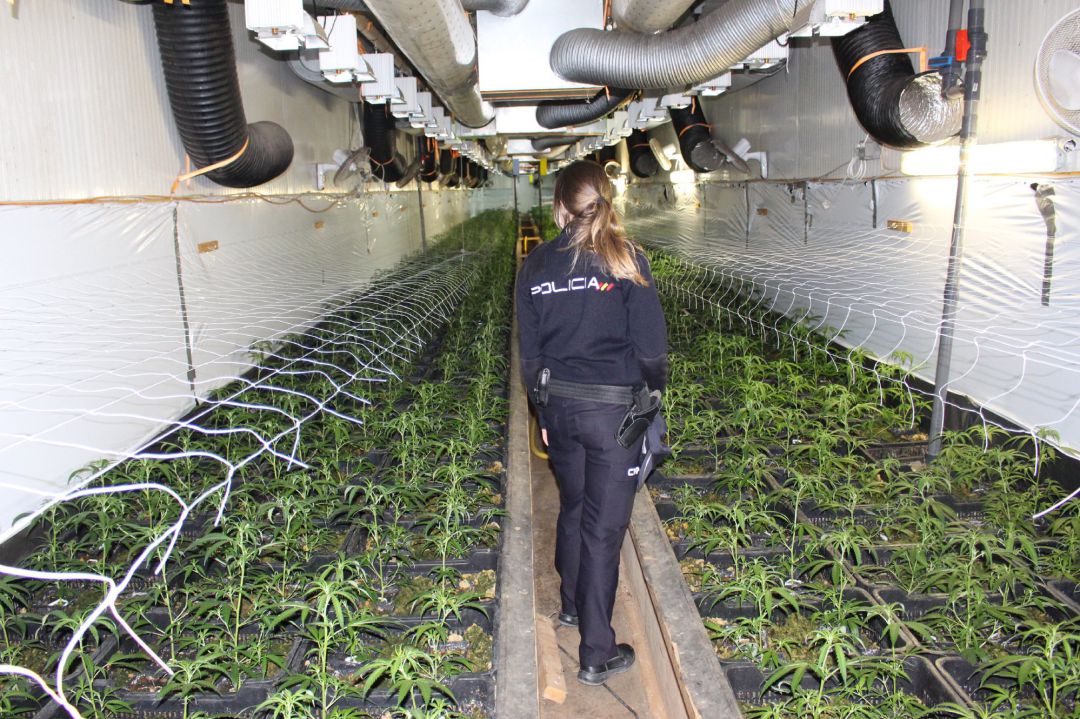 Agentes de la Policía Nacional en una plantación de marihuana Agentes de la Policía Nacional en una plantación de marihuana
