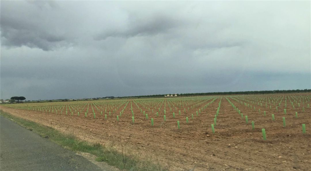 Protectores en los campos manchegos Protectores en los campos manchegos