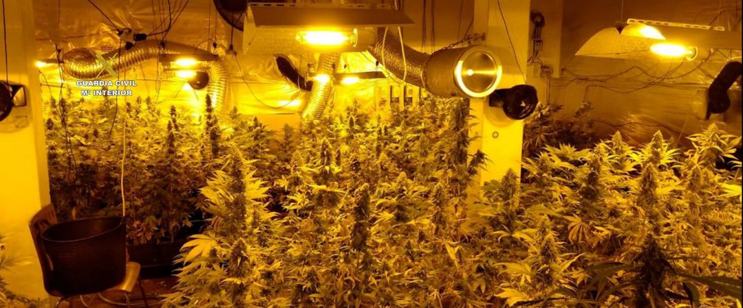 Plantación 'indoor' de cannabis desmantelada en A Coruña por la Guardia Civil Plantación 'indoor' de cannabis desmantelada en A Coruña por la Guardia Civil
