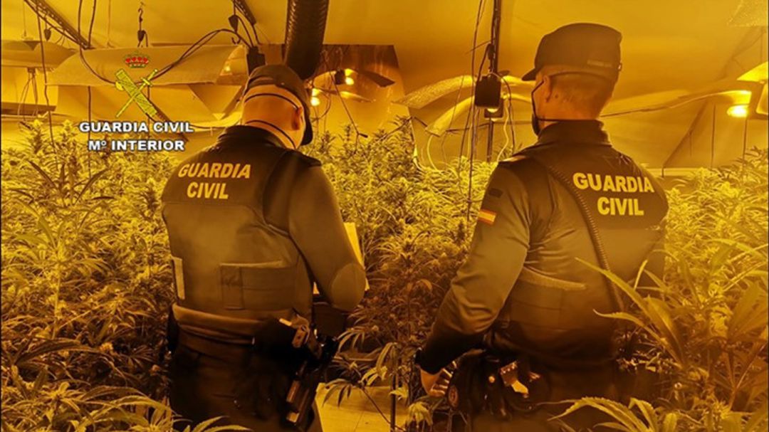 Se intervinieron 512 plantas de cannabis sativa, cuyo valor en el mercado podría alcanzar los 30.000 euros Se intervinieron 512 plantas de cannabis sativa, cuyo valor en el mercado podría alcanzar los 30.000 euros