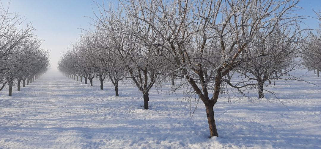 Almendro nevado en Albacete este mes de enero Almendro nevado en Albacete este mes de enero