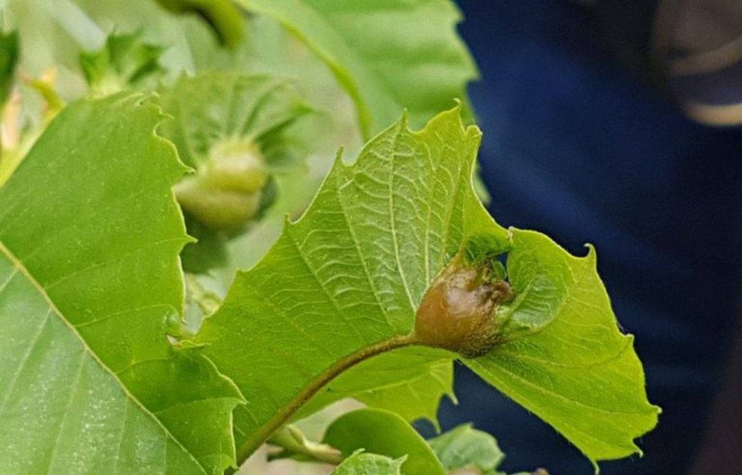 Avispilla Avispilla