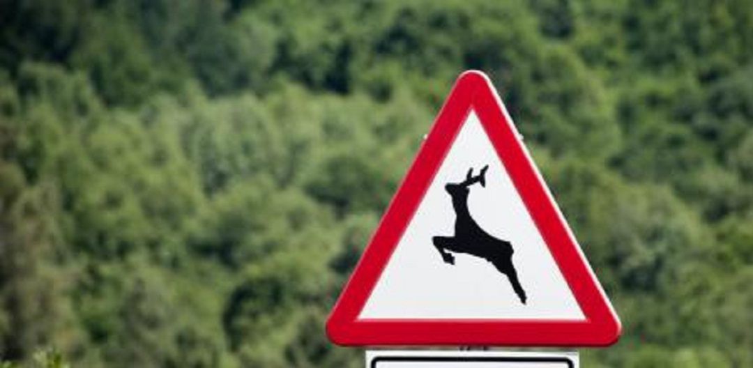Las señales que previenen sobre la posible presencia fauna silvestre en las carreteras Las señales que previenen sobre la posible presencia fauna silvestre en las carreteras