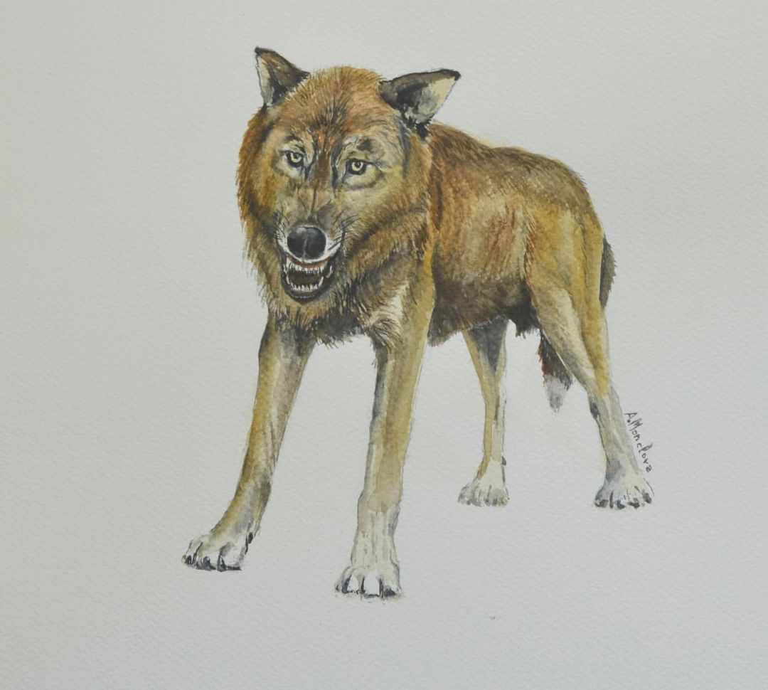 Reconstrucción del pequeño lobo de la especie 'Canis orcensis', realizada por Antonio Monclova Reconstrucción del pequeño lobo de la especie 'Canis orcensis', realizada por Antonio Monclova