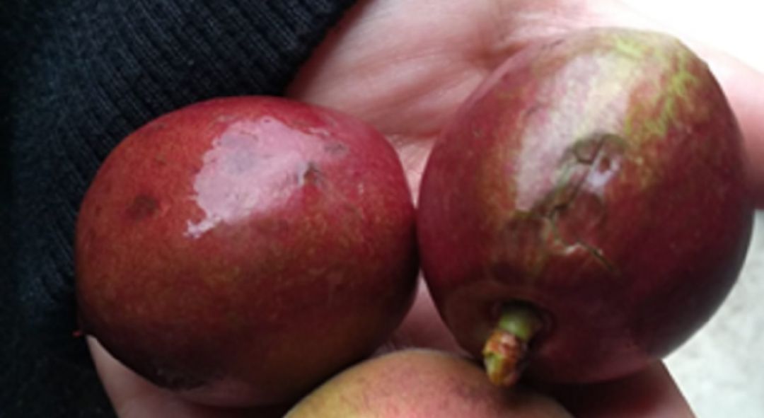 Imagen de algunos frutos dañados por el granizo Imagen de algunos frutos dañados por el granizo