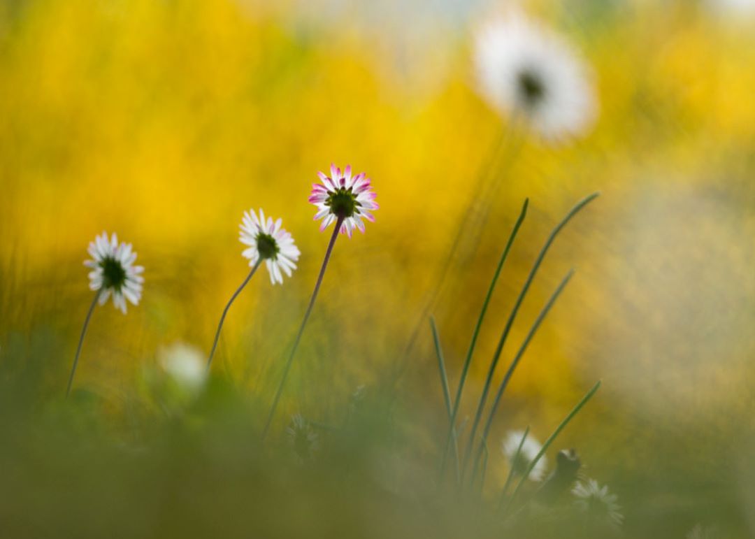 La primavera, mala época para los alérgicos al polen. La primavera, mala época para los alérgicos al polen.