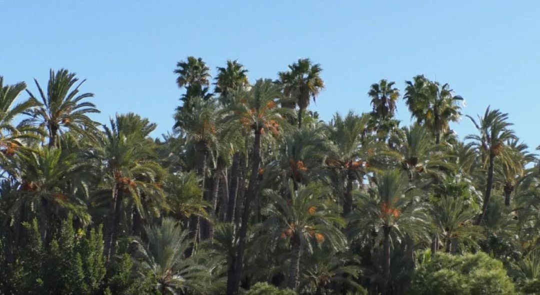 Palmeral de Elche Palmeral de Elche