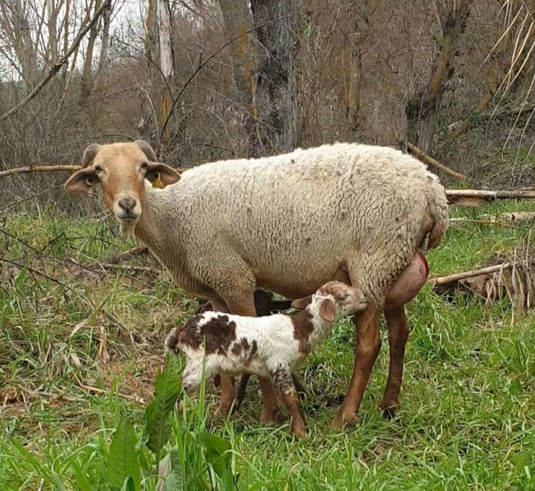 El sector primario de la agricultura y la ganadería ha logrado salvar el primer trimestre laboral del año en Granada El sector primario de la agricultura y la ganadería ha logrado salvar el primer trimestre laboral del año en Granada