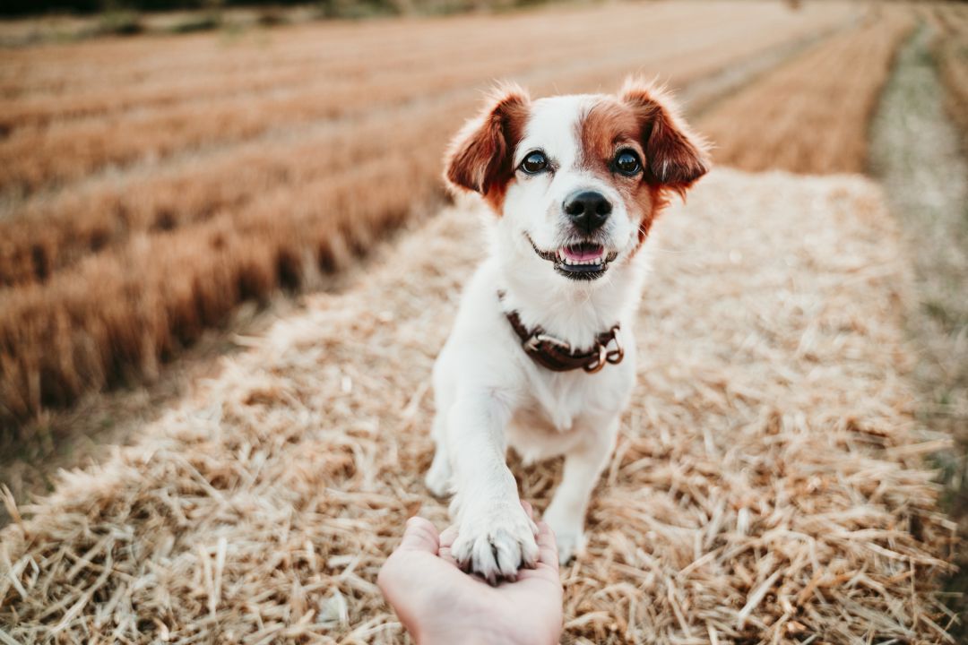La vacuna contra el COVID para animales ya está disponible. La vacuna contra el COVID para animales ya está disponible.