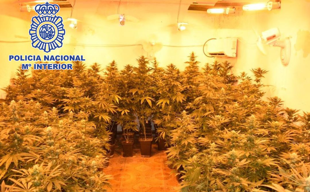 Plantación de marihuana incautada. Plantación de marihuana incautada.