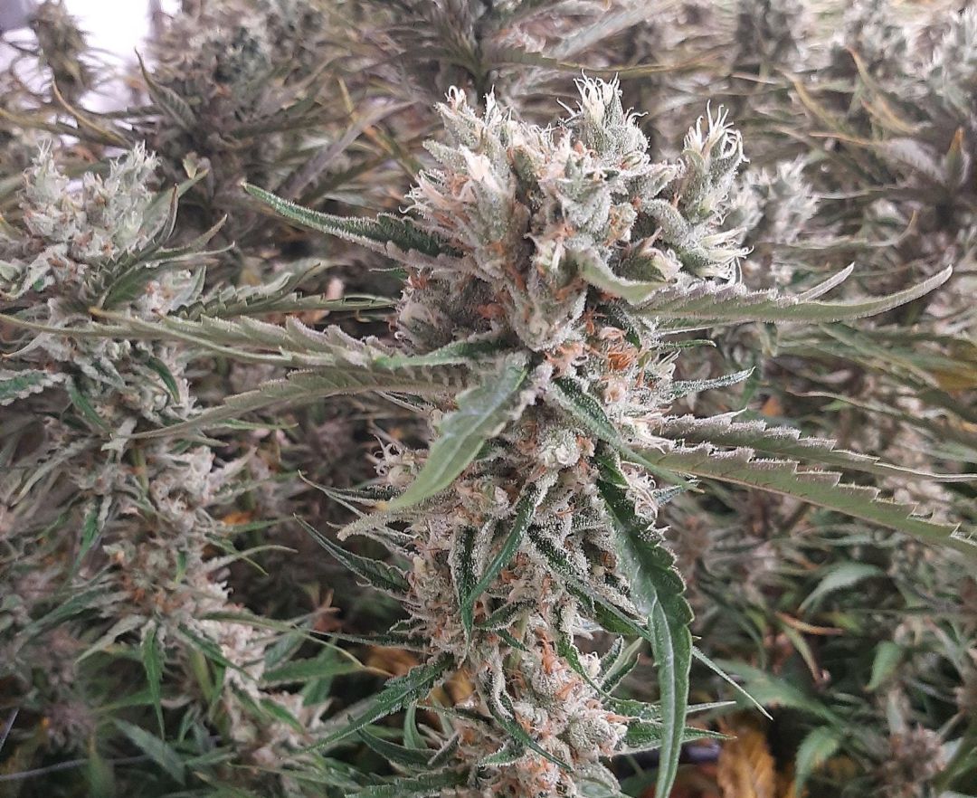 Una planta de marihuana Una planta de marihuana