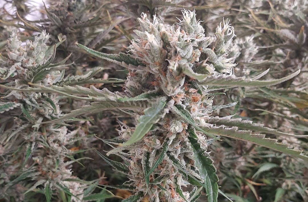 Cada semana hay entre uno y dos narcoasaltos en Cataluña que acaban con tiroteos o heridos por arma blanca Cada semana hay entre uno y dos narcoasaltos en Cataluña que acaban con tiroteos o heridos por arma blanca