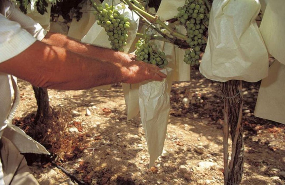 Uva Mesa Vinalopó Uva Mesa Vinalopó