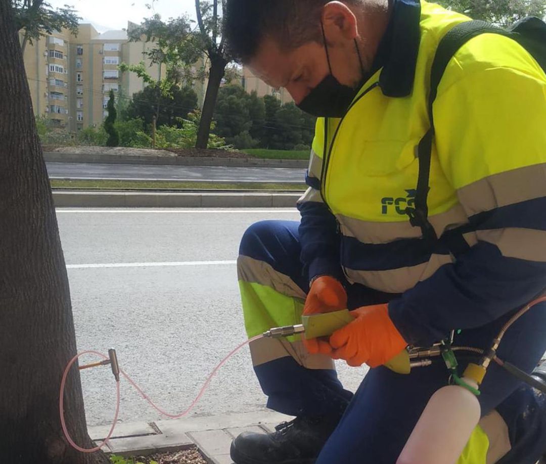 Un operario realiza el tratamiento de endoterapia a un árbol de la capital. Un operario realiza el tratamiento de endoterapia a un árbol de la capital.