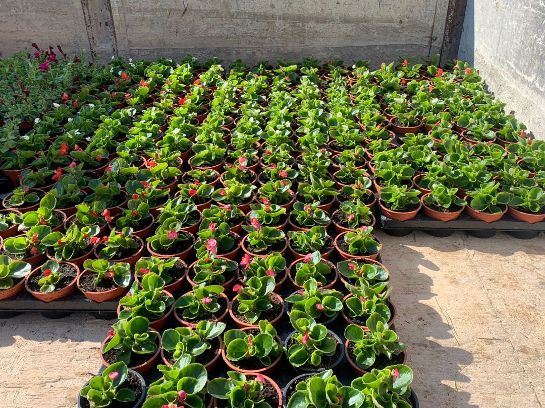 Centenares de plantas fueron repartidas en las casas del municipio Centenares de plantas fueron repartidas en las casas del municipio