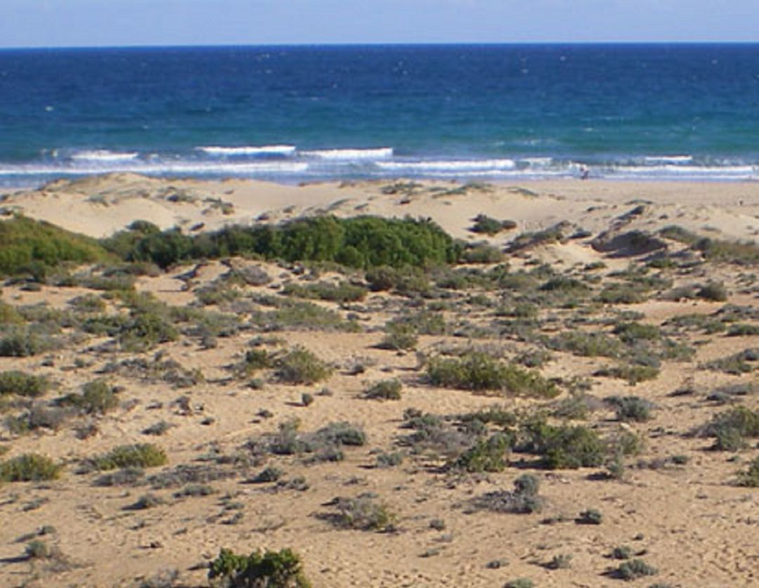 Dunas de El Altet Dunas de El Altet