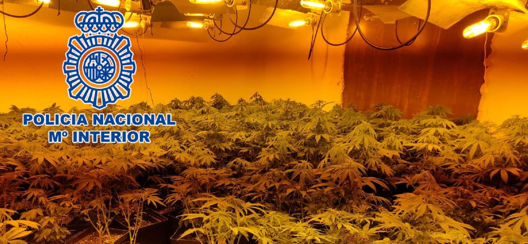 Plantación de marihuana encontrada por la Policía Nacional. Plantación de marihuana encontrada por la Policía Nacional.