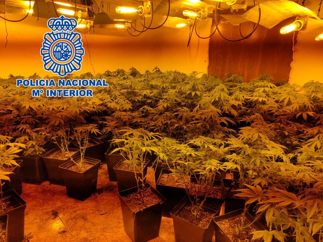 Marihuana intervenida por el cuerpo de seguridad en Linares Marihuana intervenida por el cuerpo de seguridad en Linares