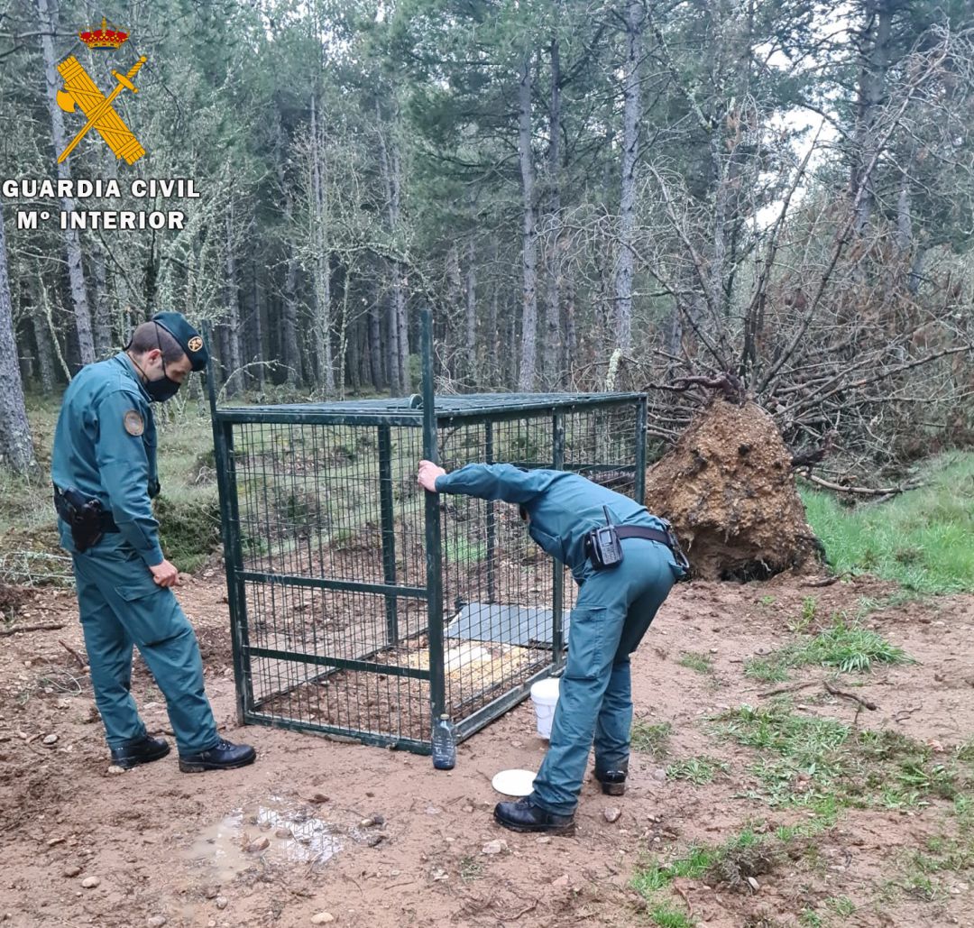 La Guardia Civil investiga a una persona por colocar una jaula trampa para poder cazar animales La Guardia Civil investiga a una persona por colocar una jaula trampa para poder cazar animales