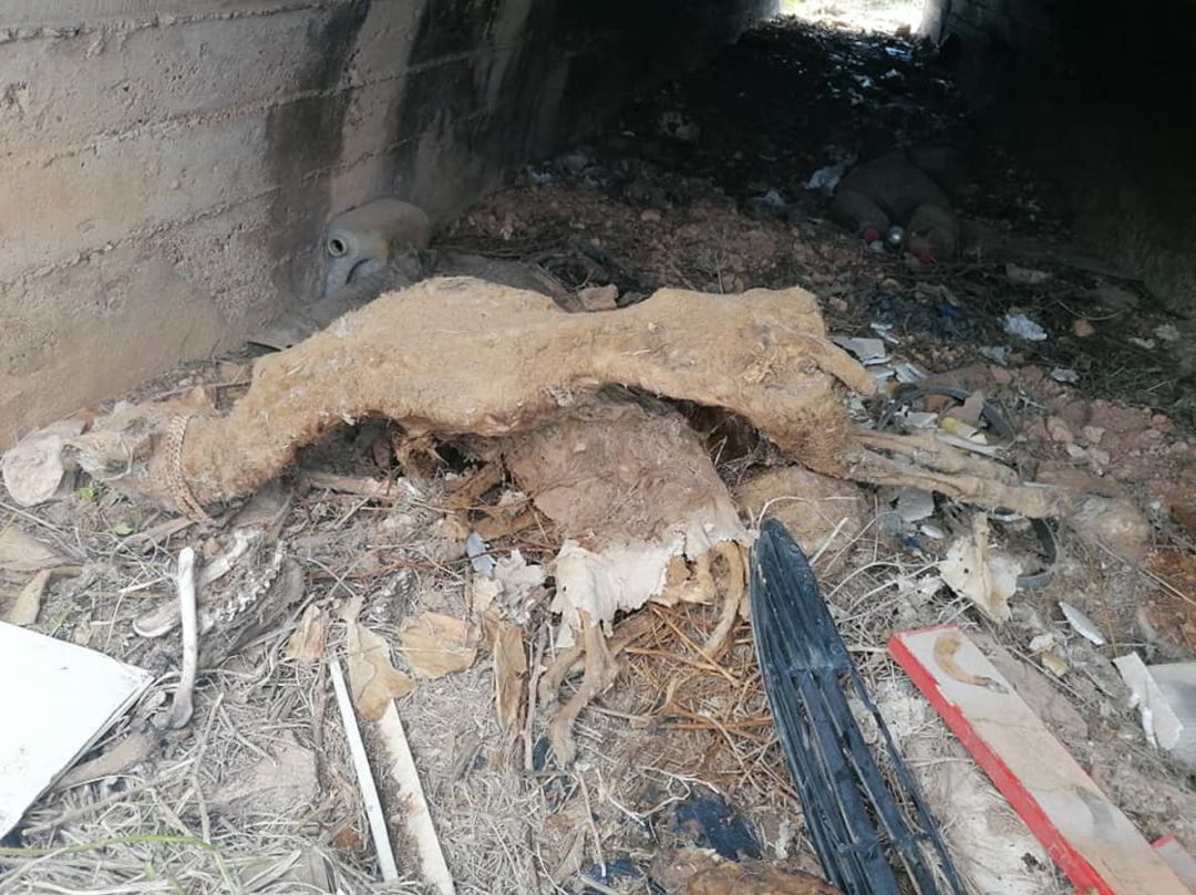 Fosa común hallada en Tarancón Fosa común hallada en Tarancón