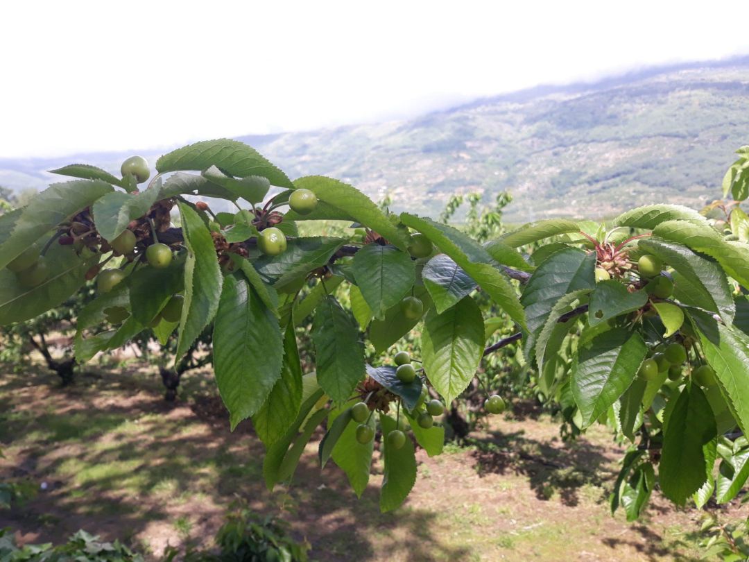 Cerezas Cerezas