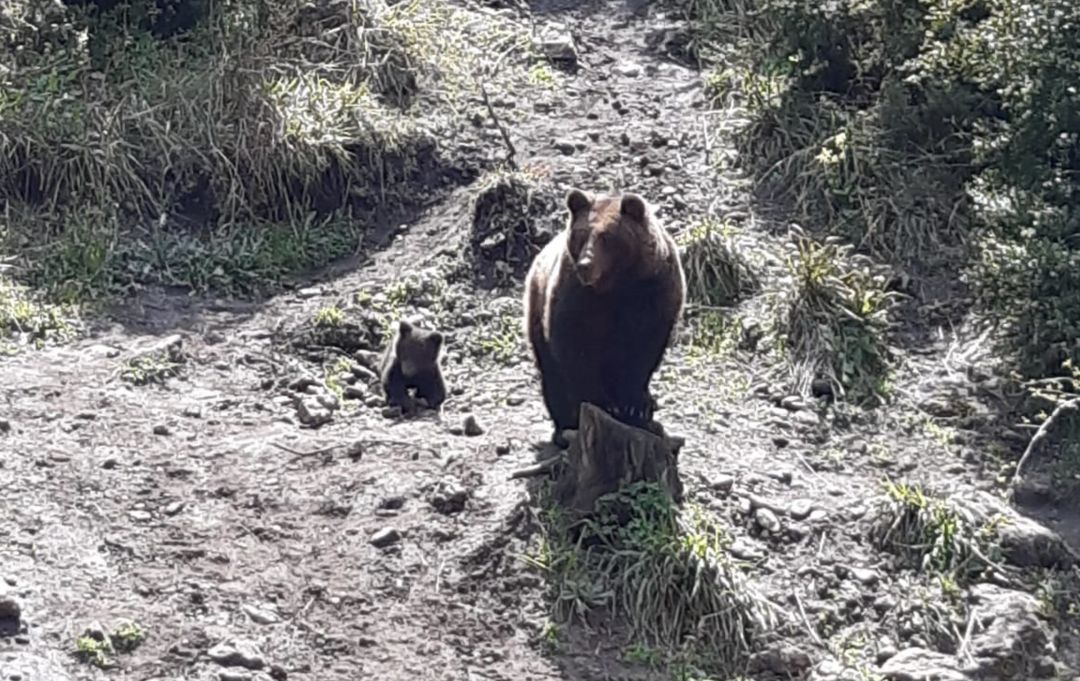 La osa Negrita con su nuevo osezno en los últimos días de abril de 2021. La osa Negrita con su nuevo osezno en los últimos días de abril de 2021.