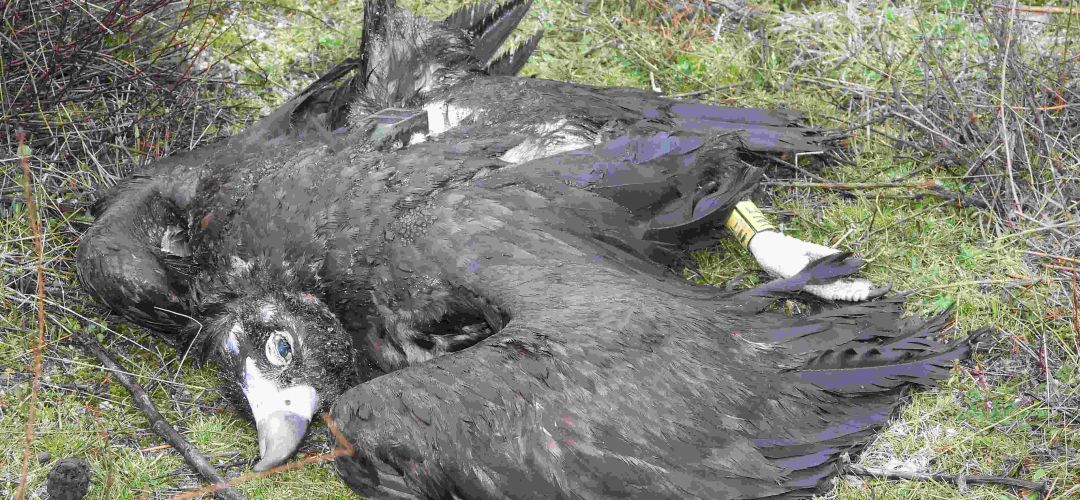 La intoxicación del buitre se produjo en Tres Cantos, en pleno Parque Regional de la Cuenca Alta del Manzanares La intoxicación del buitre se produjo en Tres Cantos, en pleno Parque Regional de la Cuenca Alta del Manzanares