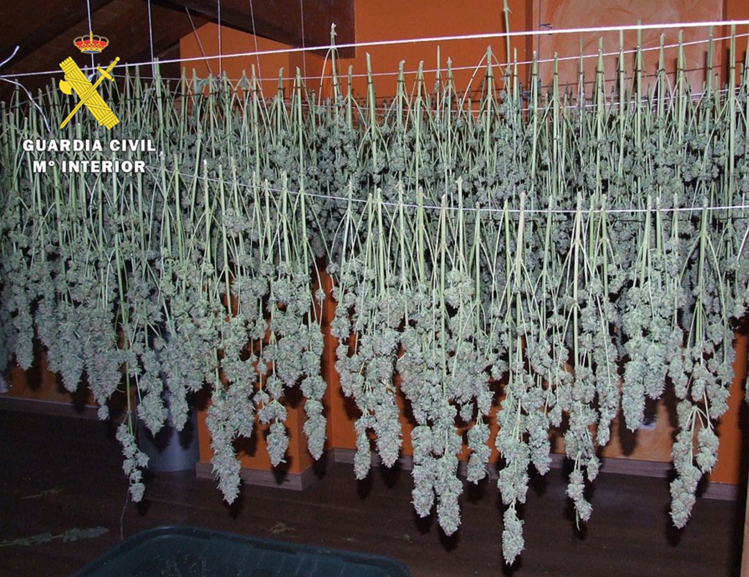 En el desván se localizaron multitud de plantas, ramas y esquejes aún verdes de marihuana, colgadas de cuerdas para su secado En el desván se localizaron multitud de plantas, ramas y esquejes aún verdes de marihuana, colgadas de cuerdas para su secado
