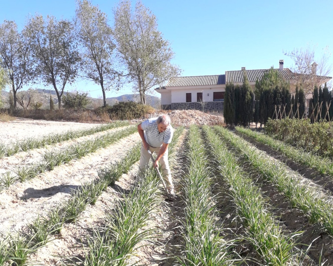 José Domingo trabajando en su huerto en Sax José Domingo trabajando en su huerto en Sax