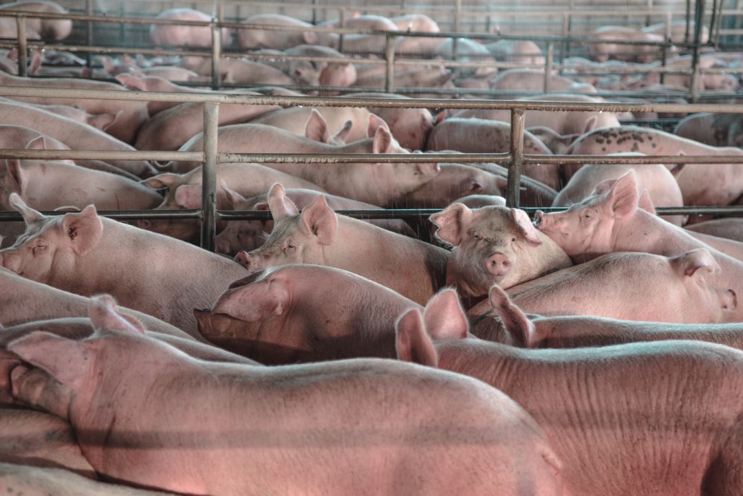 Pisoraca y Comarcas Vivas denuncia que se está produciendo un blanqueamiento de las mal llamadas macrogranjas Pisoraca y Comarcas Vivas denuncia que se está produciendo un blanqueamiento de las mal llamadas macrogranjas