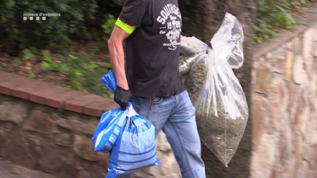 Un agente retira marihuana de una casa cercana a Barcelona donde un grupo sueco tenía una plantación Un agente retira marihuana de una casa cercana a Barcelona donde un grupo sueco tenía una plantación