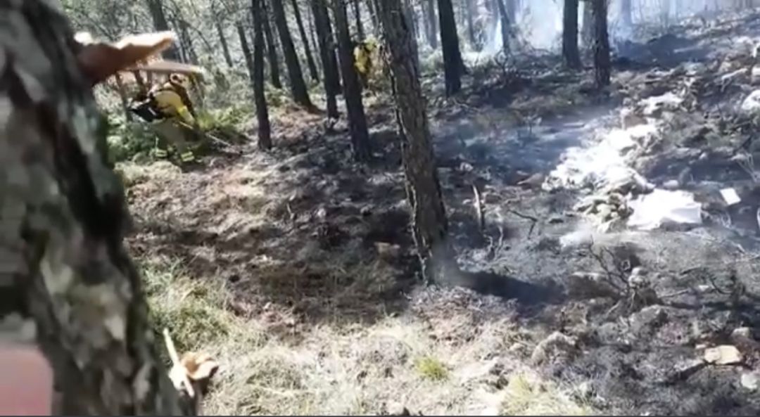 El fuego ha afectado a una zona muy boscasa de la localidad malagueña El fuego ha afectado a una zona muy boscasa de la localidad malagueña
