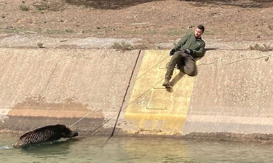 Miguel Huerta, vecino de El Picazo, rescatando un jabalí Miguel Huerta, vecino de El Picazo, rescatando un jabalí